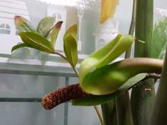 2023. 4. 20. 우리 집 거실에서 돈나무가 꽃을 이쁘게 피워냈다. 돈복이 좀 들어오려나?