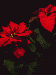 조폭 싸움에 내 등만 터진다