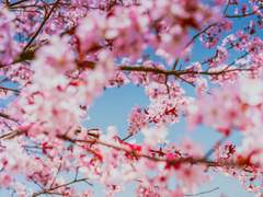 [호열백호] 벚꽃 길 - 桜木 花道