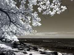 [FOXAKUMA] 안식처