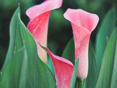 빙혐심구｜오로지 행복하게 사랑했을 것이다.