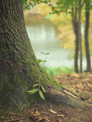 드라마 < 구미호뎐 + 구미호뎐1938 >