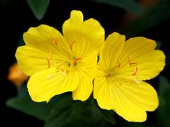 [도위소병] 달맞이꽃