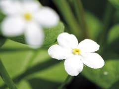 꿈 이야기: 꽃마리