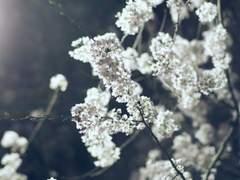 So this is love; Ace, Rookie, or Both?