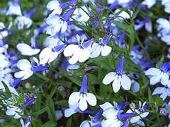 하얗고 하얗던 내 계절아.