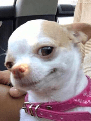 조대리와 도여주