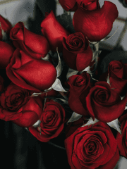 임시적 복수 동맹