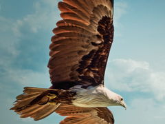 작전명, 올가미 2