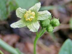 [루카x트레] (짧) Bryonia- 거절 (부제:싫으면 싫다고 말해)