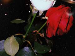 마성의 권 대리