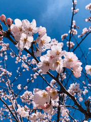 태웅백호 루하나