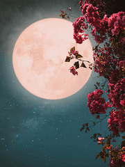 [화산귀환] 화락연불소, 월명애무면(花落憐不掃, 月明愛無眠)