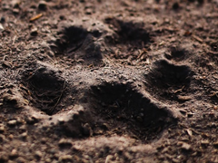 [Case.00: 송태섭] 반려수인은 신중히