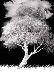 a living forest 세계관