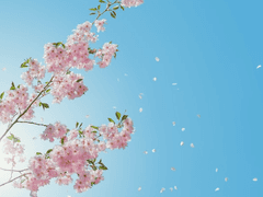 [당보청명] 추운 겨울 끝에 핀 (2)