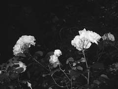 첫눈 같은 사람이 되고 싶다.