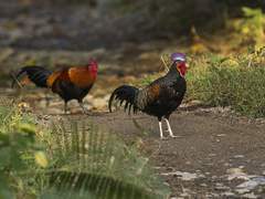 야생의 닭이 나타났다!