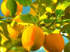 가톨릭 캔디 양아치