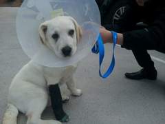 멍구 사고 치다 (2014년 10월 중순)