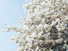 回歸線(회귀선).32 -종막-