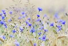 보랏빛 밀짚모자 아가씨