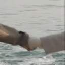 루비루비슈바루바슈비둡바