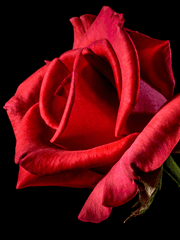 림버스 NCP 모음