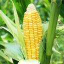 초당옥수수