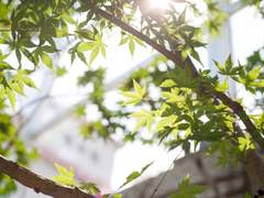 햇빛이 선명하게 나뭇잎을 핥고 있었다