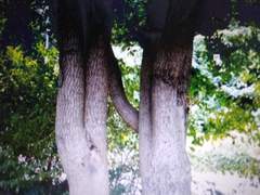 천년의 사랑/클라라장