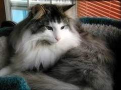 “ The Swift and Smirking Breeze. ”