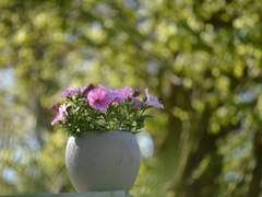 [벨져릭] Petunia.