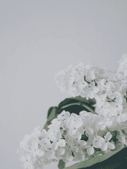 창작화인세계관