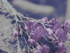 𝐷𝑒𝑎𝑟 𝑀𝑟. 𝑁𝑜𝑁𝑎𝑚𝑒,