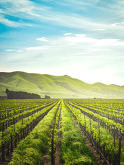 [번역] 손질(手入)/강화(強化)/내번(内番)