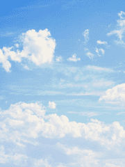 만개한 꽃들을 위하여