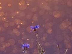 dass sich das Licht wie eine Blume streut