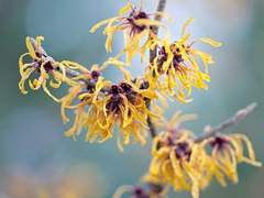 [COD MWII][쾨니히][칼리로제] 초여름에 만개한 풍년화: ACT 2 PART 1