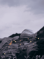 선독증 단편/메모