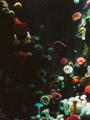 [상른] 아틀란티스 完