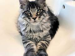 “ The Tears of Darkness. ”