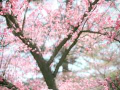 달콤한 솜사탕을 녹여 만든 것 같은, 꿀설기필터