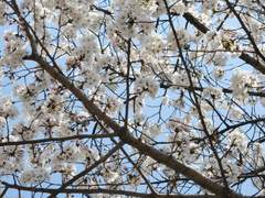 아마도 사랑시_ 흐드러지는 꽃길이여