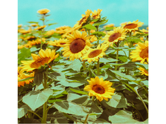 [키드신] 친애하는 명탐정에게.