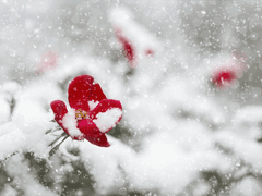 [한은] Curtain call