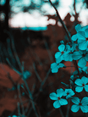 어느 한소녀 이야기