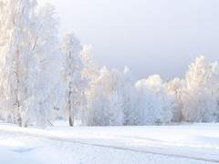 ibis for ntice / 17 / XY