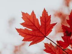 Cake Walk & Maple Leaf Rag