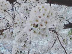 소환사가 말하길, "제발 죽어줘"